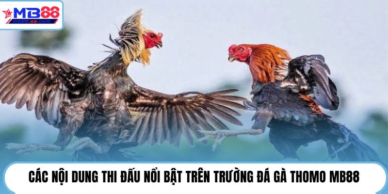 Đá Gà Thomo | MB88 Cập Nhật 24H - Theo Dõi Trận Hot 3 Các nội dung thi đấu nổi bật trên trường đá gà Thomo MB88