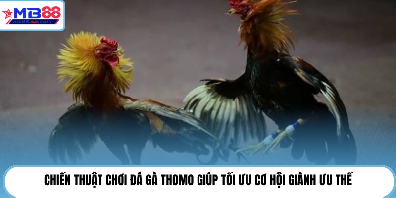 Đá Gà Thomo | MB88 Cập Nhật 24H - Theo Dõi Trận Hot 4 Chiến thuật chơi đá gà Thomo giúp tối ưu cơ hội giành ưu thế