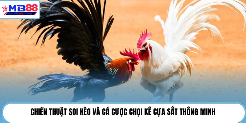 Chiến thuật soi kèo và cá cược chọi kê cựa sắt thông minh