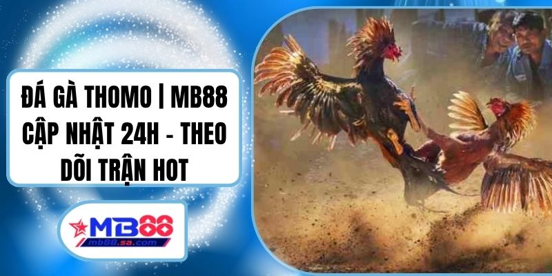 Đá Gà Thomo | MB88 Cập Nhật 24H - Theo Dõi Trận Hot