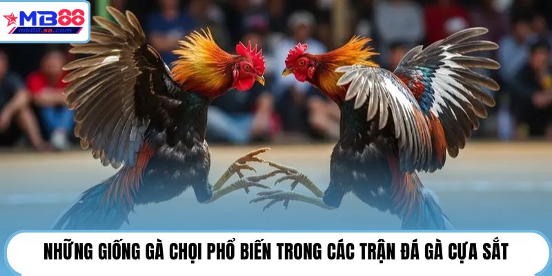 Những giống gà chọi phổ biến trong các trận đá gà cựa sắt