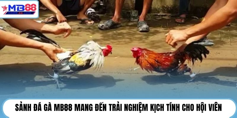 Sảnh đá gà MB88 mang đến trải nghiệm kịch tính cho hội viên