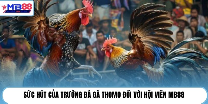 Đá Gà Thomo | MB88 Cập Nhật 24H - Theo Dõi Trận Hot 2 Sức hút của trường đá gà Thomo đối với hội viên MB88